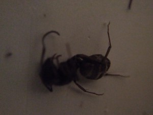 major Camponotus vagus mort, **Fin**[Blog] Les Camponotus vagus de Foxblue