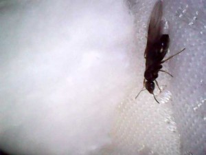 Gyne, Gyne Lasius brunneus après orage