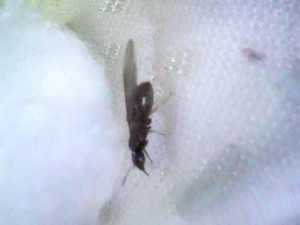 Gyne, Gyne Lasius brunneus après orage