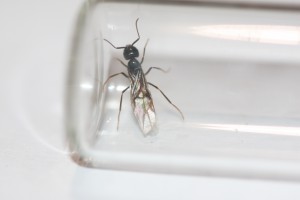 Gyne 2, Gyne Lasius brunneus après orage