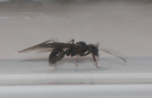 Gyne 4, Gyne Lasius brunneus après orage