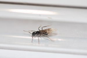 Gyne 5, Gyne Lasius brunneus après orage
