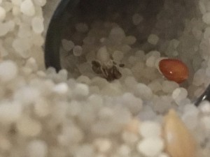 &quot;truc&quot; noir 2, Problème de croissance Messor barbarus ?
