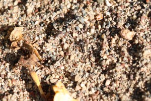 Tapinoma sp. qui dominent clairement tout le coin, Les fourmis de Rhodes