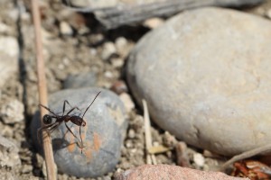 Aphaenogaster simonellii (ressemble fortement à nos chères senilis/iberica), Les fourmis de Rhodes