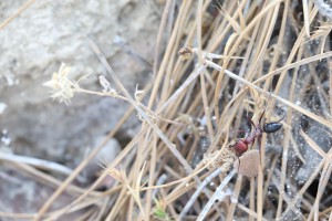 Grosse Cataglyphis nodus ramenant un truc au nid (je l'ai suivie sur plus de 20m !), Les fourmis de Rhodes