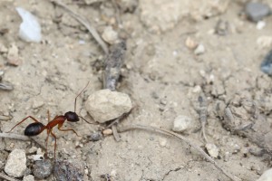 Camponotus jaune, Les fourmis de Rhodes