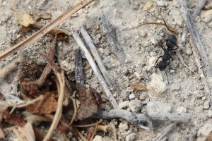 Camponotus noire, Les fourmis de Rhodes