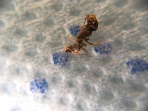 Ouvrière morte A (1), Problème de croissance Messor barbarus ?