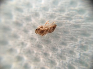 Ouvrière morte B, Problème de croissance Messor barbarus ?