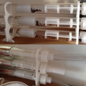 Tubes de fondation, Demande de conseils pour première espèce et diapause