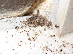 l'entrée du nid, [Lasius sp.] Des fourmis dans la maison