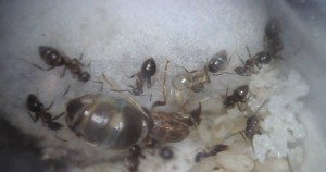 À côté de la gyne., Lasius emarginatus albinos ?