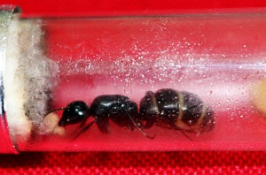 La gyne et son impressionnante physogastrie !!!, [Blog] Camponotus vagus