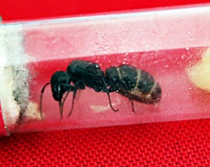 Toujours la gyne. On peux voir le petit tas d'oeufs contre le coton sur la gauche., [Blog] Camponotus vagus