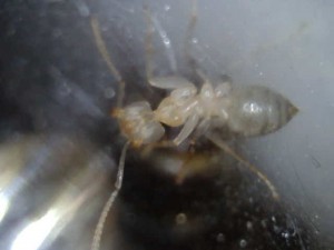 Blanchette., Lasius emarginatus albinos ?