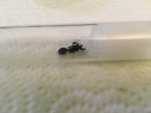 Reine + ouvrière, Problème de croissance Messor barbarus ?