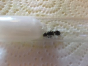 Reine + ouvrière, Problème de croissance Messor barbarus ?