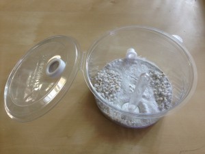 ADC test 1, Problème de croissance Messor barbarus ?