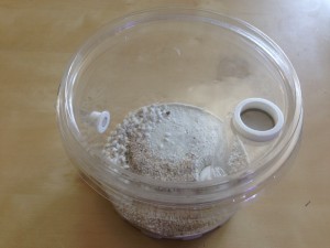 ADC test 2, Problème de croissance Messor barbarus ?