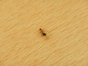 Ouvrière, [Lasius emarginatus] Fourmis charpentières ?