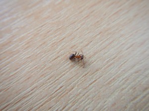 Ouvrière 3, [Lasius emarginatus] Fourmis charpentières ?