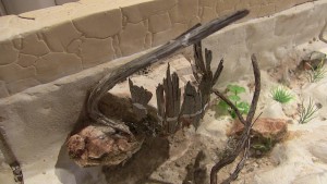 ADC, Aucune originalité