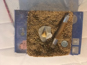 ADC/nid Myrmica rubra, Problème de croissance Messor barbarus ?