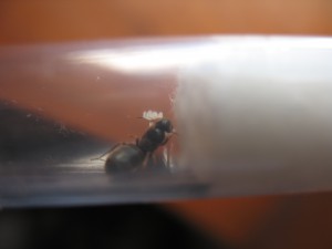 Gyne à identifier, [Lasius brunneus] Demande d'identification gyne