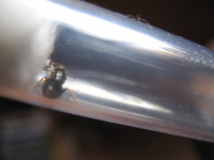 Gyne à identifier, [Lasius brunneus] Demande d'identification gyne