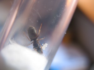 Mai 2018 : Gyne Lasius, Fondations de Darbé