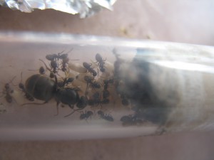 Fenotte la gyne Lasius sp noir, Fondations de Darbé