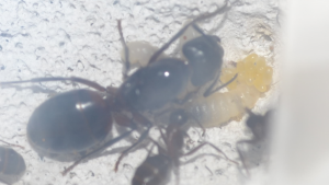 Zoom sur les 3 larves accompagnées d'une petite grappe made in Belgium quelques jours après arrivée ..., **Fin** [Blog] Camponotus ligniperda
