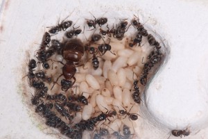 Couvain Lasius emarginatus, [Blog] Lasius emarginatus de la côte d'Azur