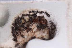 Sa majesté sur son trône de cocons., [Blog] Lasius emarginatus de la côte d'Azur