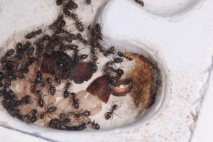 Usine de découpe de blattes !, [Blog] Lasius emarginatus de la côte d'Azur