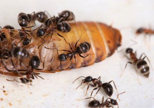 Ramassage de blatte, [Blog] Lasius emarginatus de la côte d'Azur