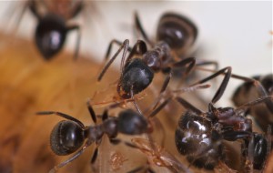 De vraies monstres, une agressivité incroyable !, [Blog] Lasius emarginatus de la côte d'Azur