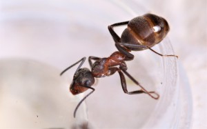 Ouvrière Formica pratensis s'abreuvant de miellat, [Blog] Les Formica pratensis d'Heydax