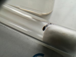 Vue de profil, [Tetramorium sp.] Une gyne trouvée près de vignes