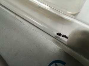 Vue de 3/4, [Tetramorium sp.] Une gyne trouvée près de vignes
