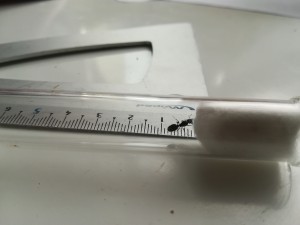 Vue du dessus 3, [Tetramorium sp.] Une gyne trouvée près de vignes