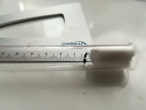 Vue du dessus 2, [Tetramorium sp.] Une gyne trouvée près de vignes