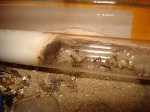 Colonie de Formica rufibarbis, gyne trouvée à Marseille., Mes colonies (funkyben)