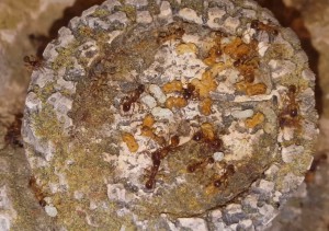 Couvain., Les colonies d'Antho (Messor, Camponotus, Myrmica...)