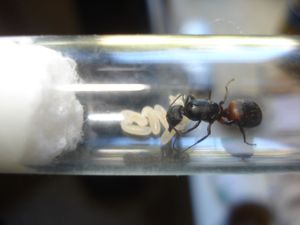 gyne 2, Les Camponotus de funkyben