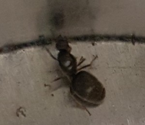 Une deuxième ?, [Lasius cf niger] Mon défi commence peut-être !??