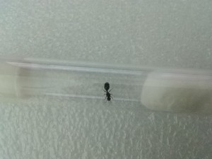 Pohot 1, [Tetramorium sp.] Identification gyne