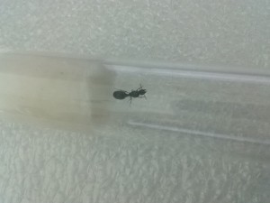 Photo 3, [Tetramorium sp.] Identification gyne