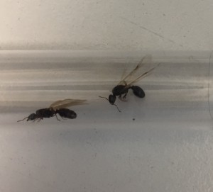 Photo 3, [Tetramorium sp.] Identification d’un essaimage raté
